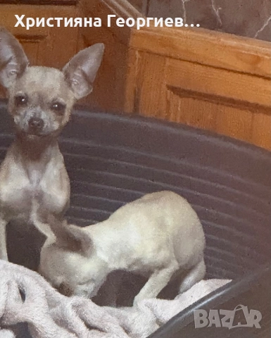 Очарователно женско Чихуахуа търси дом