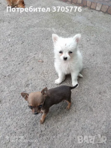 Джуджета мини мини, снимка 8 - Чихуахуа - 49937684