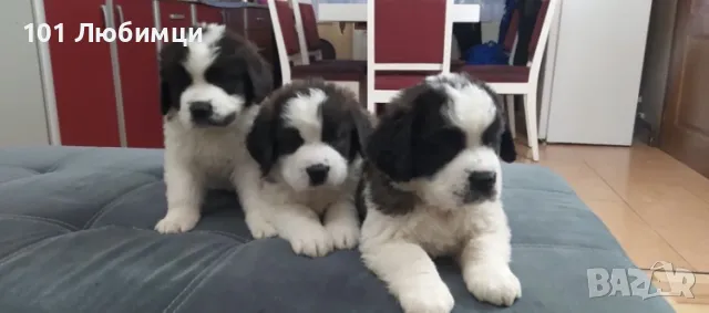 Санбернари с рододлоеие, снимка 2 - Санбернари - 47450326