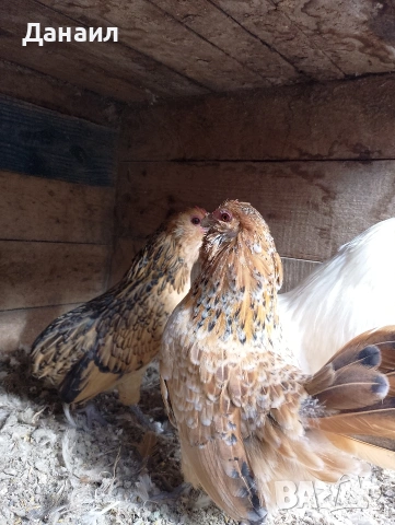 Антверпенска брадата бантамка, снимка 5 - други­ - 53381041