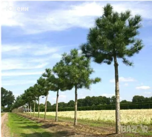 Фиданки от борчета, снимка 12 - Разсади - 48454749