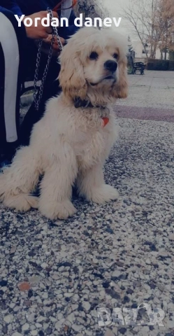 Америка кокер шпаньол за разплод , снимка 4 - Кокер шпаньол - 51931720