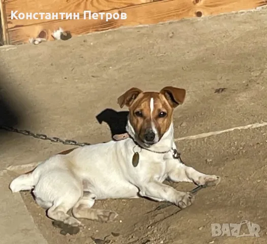 Джак Ръсел териерчета, снимка 12 - Джак ръсел териер - 55873228
