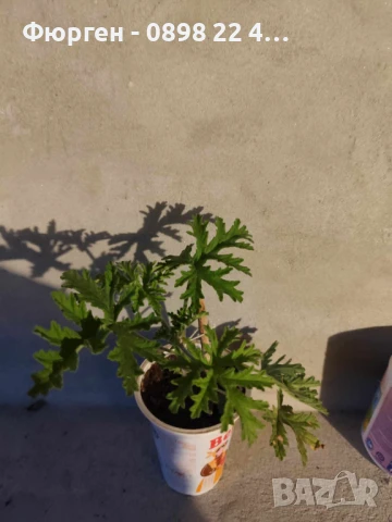 Индрише Обикновенно 7,50 и Индрише Шарено против комари за 12лв, снимка 4 - Разсади - 47146119