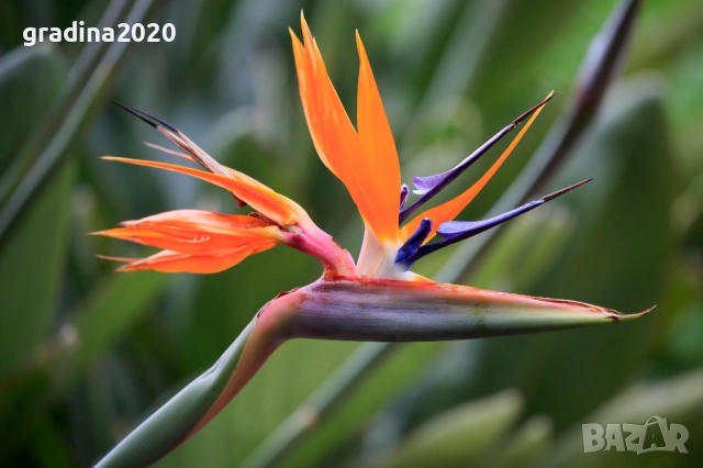 Кралска стрелиция (Strelitzia reginae), снимка 8 - Разсади - 52906618