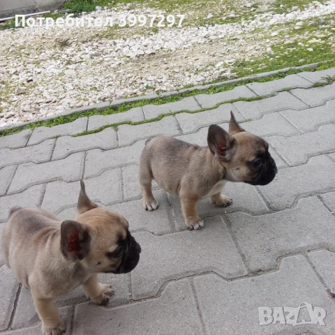Вече с две ваксини и обезпаразитени многократно , снимка 4 - Френски булдог - 52972303