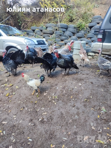 Продавам пуйки, снимка 3 - Кокошки и пуйки - 52392439