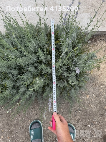 Лавандула на туфа, снимка 1