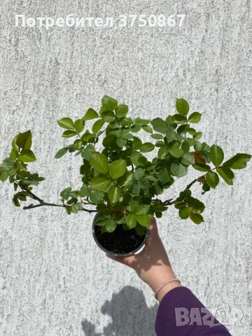 🌹 РОЗА 🌹 EDEN ROSE® Meiviolin/ GPT. EDEN ROSE Pierre De Ronsard ® 🌹, снимка 7 - Градински цветя и растения - 49621255