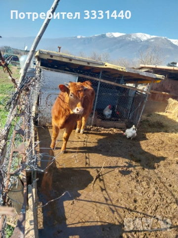 Продавам юница лимузин , снимка 4 - Крави - 53868380