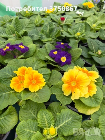 💞🌿🌸 Едроцветна Иглика , снимка 3 - Градински цветя и растения - 52983558