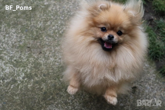 Миниатюрно момиченце померан с родословие FCI, снимка 4 - Померан - 50219721