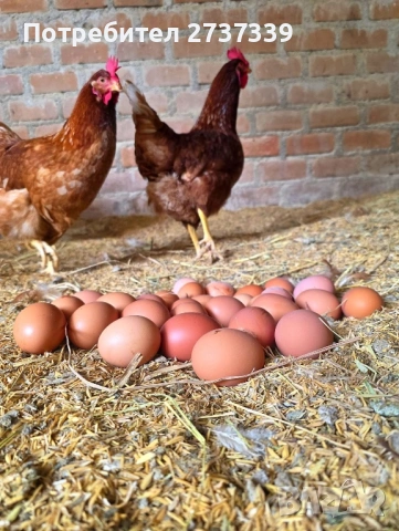 Кокошки ломан браун, снимка 3 - Кокошки и пуйки - 53815044