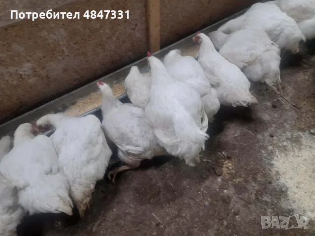 Кокошки                    ., снимка 7 - Кокошки и пуйки - 56156044