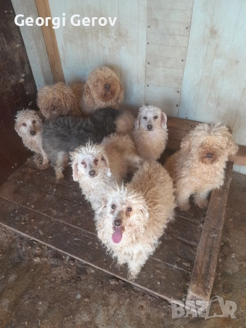 Продавам пудели, снимка 4 - Пудели - 52773681