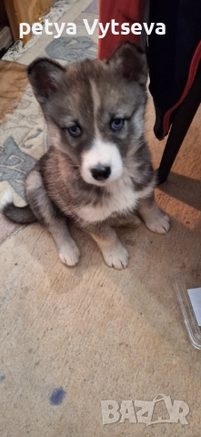 Продавам женско кученце, снимка 3 - Други - 52595781