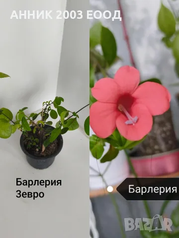 Сортови колерии,еписция и др., снимка 8 - Стайни растения - 56204962