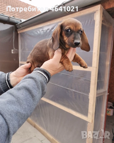 Дакел, снимка 5 - Дакели - 52451860