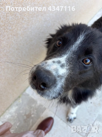 Бордър коли си търси стопанин