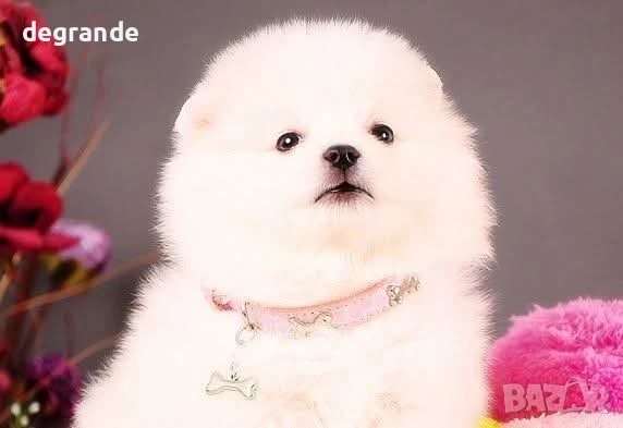 Бели бебета Померан, снимка 3 - Померан - 51043689