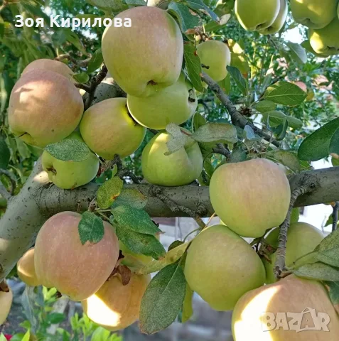 Домашни ябълки от Елинпелинският край 