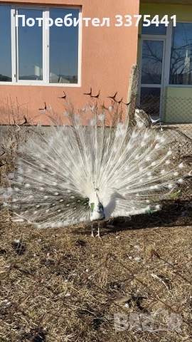 продавам пауни сребърни ,сребърни арлекини,Бели ,обикновени Индийски , снимка 3 - други­ - 52380620