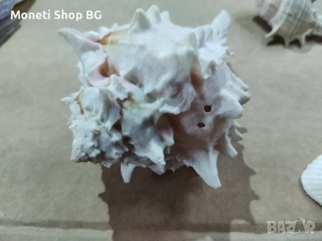 Океански дарове, снимка 5 - Други ценни предмети - 48933786