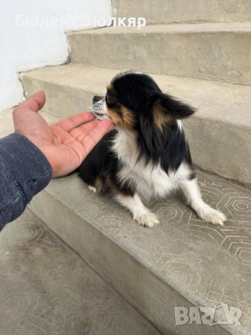 Мини чихуахуа , снимка 14 - Чихуахуа - 53602754