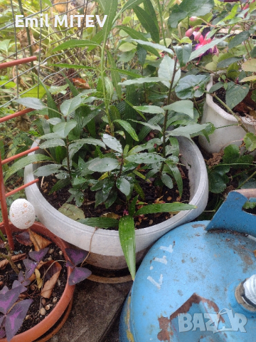 ПРОМОЦИЯ : Дафинов лист, Молинерия  трапикарпус, снимка 2 - Градински цветя и растения - 44581519