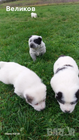 Алабай кученца Мъжкари , снимка 12 - Алабай - 52933193