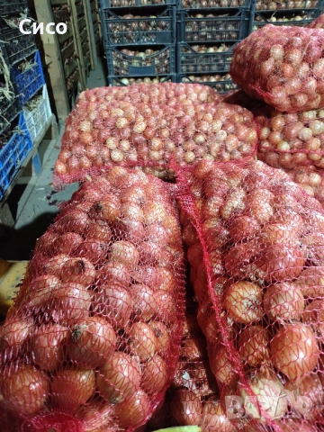 БАЛУЧКА за зелен лук , снимка 6 - Сортови семена и луковици - 51980489