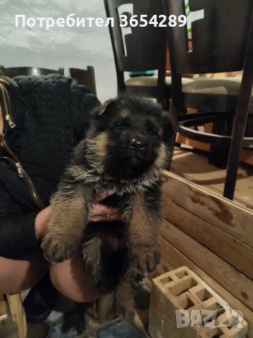 НОК , снимка 3 - Немска овчарка - 53354909