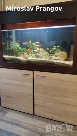 Продавам аквариум с цихлиди Мбуна, снимка 2 - Аквариуми - 41967981