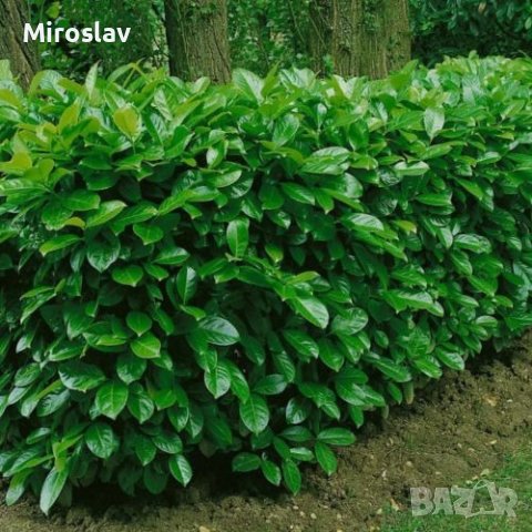 Лавровишна (Prunus laurocerasus), снимка 4 - Градински цветя и растения - 42163604