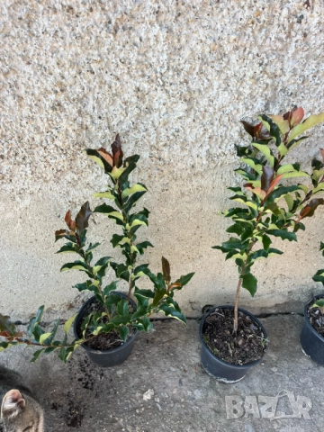 Фотиния Меджикъл Волкано, снимка 7 - Градински цветя и растения - 51472929