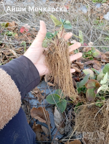 Предлагам разсад ягоди сорт Алба на едро , снимка 6 - Разсади - 53478025