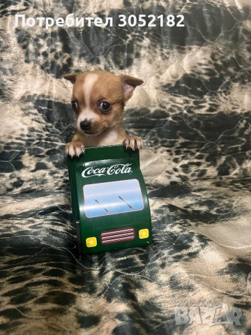 Свободни Чихуахуа , снимка 2 - Чихуахуа - 53760223