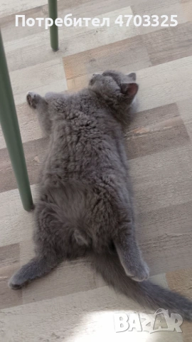 Британско късокосместо коте (м), снимка 2 - Британска късокосместа - 53034018