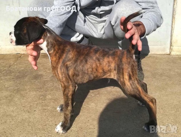 Боксер/ Немски боксер с родословие, снимка 3 - Боксер - 19756683