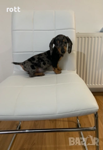 Дакел, снимка 3 - Дакели - 53526454