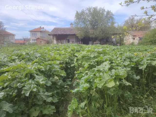 Фрезоване, косене, рязане на клони и др., снимка 7 - Други услуги - 45001997
