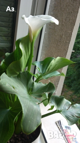 Продавам Цветя Кала за дома - големи, снимка 14 - Разсади - 36583992