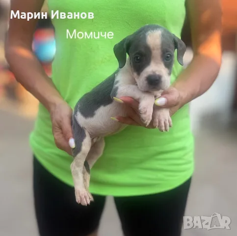 Сини питбулчета 3 момичета и 1 момче., снимка 4 - Питбул - 55781532