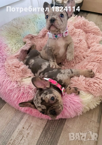 Френски булдог бебе/french bulldog, снимка 5 - Френски булдог - 52840828