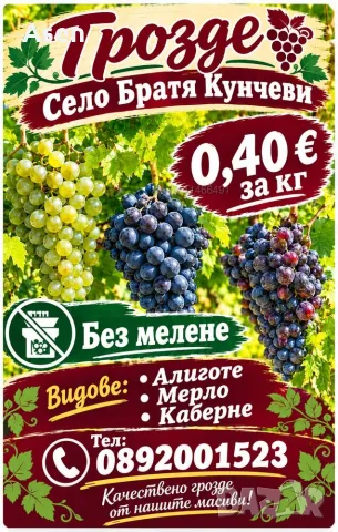 Продавам грозде мерло кабарне и алиготе