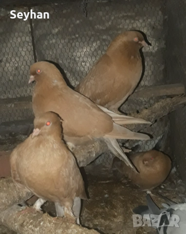 Гълъби мардини два чифта 
