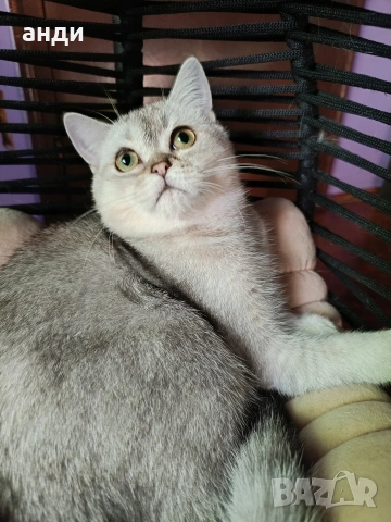 мъжко коте шотландска сребърна чинчила на 7 месеца 