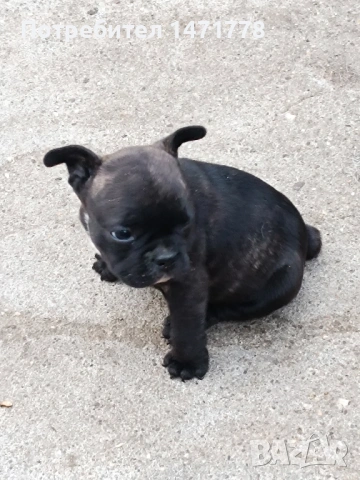 Френски булдог 