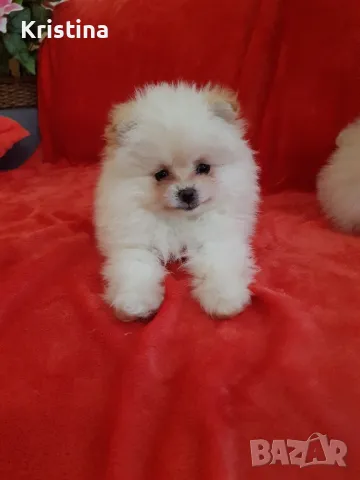 Померан померани свободни!, снимка 8 - Померан - 49137747