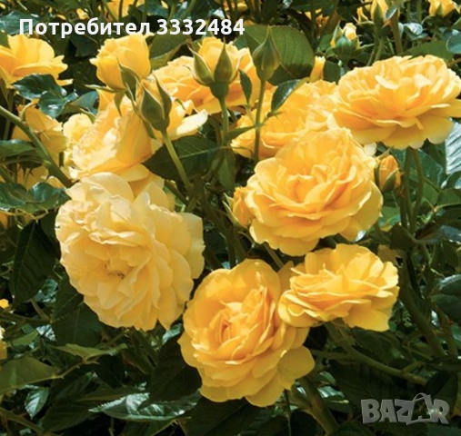 Роза 33, снимка 1